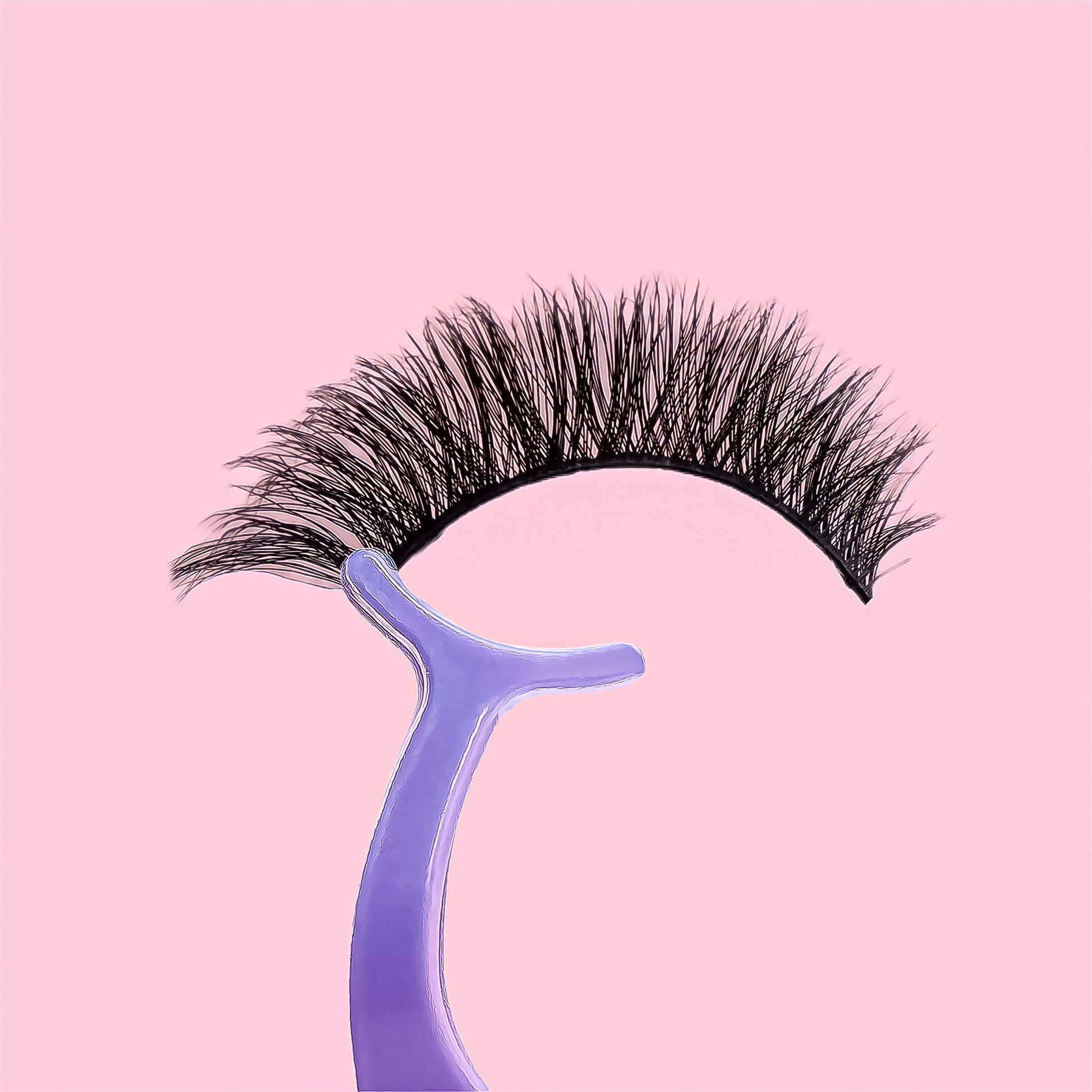 Bold and dramatic wispy false eyelashes on purple tweezer.