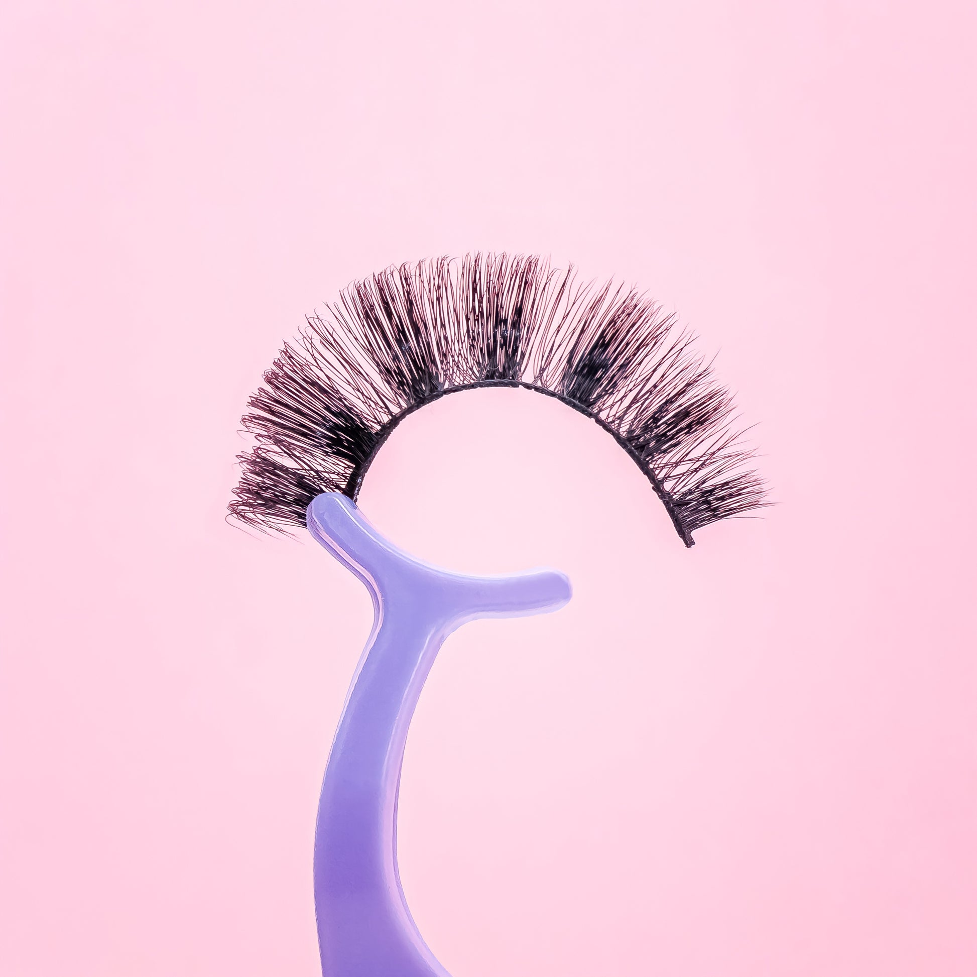 long and fanned out russian d curl russian style false eyelashes on purple tweezer. 