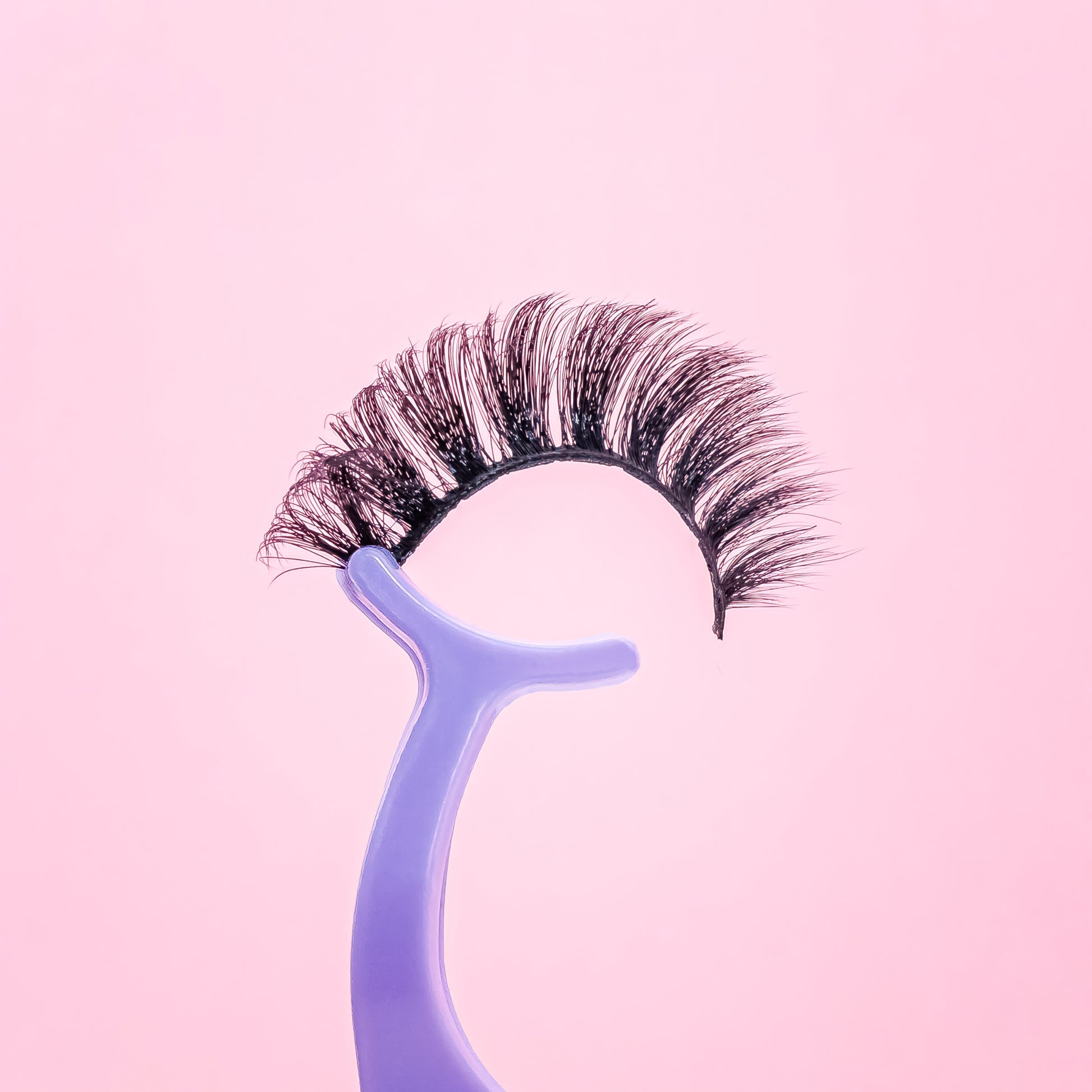 russian d curl long wispy faux mink false eyelashes on purple tweezer. 